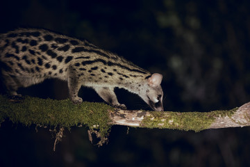 Close up of wild Genet hunting at night in forest