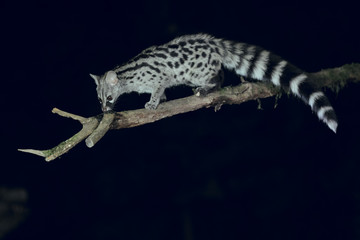 Close up of Portrait of wild Genet