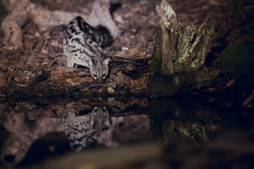 wild genet drinking water at night