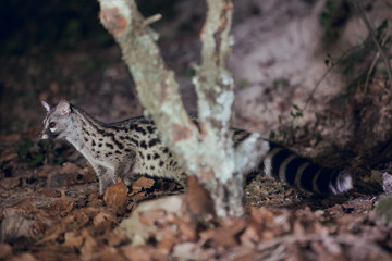 Wild genet looking for food between the leaves and tree trunks
