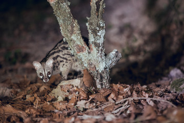 Wild genet looking for food between the leaves and tree trunks