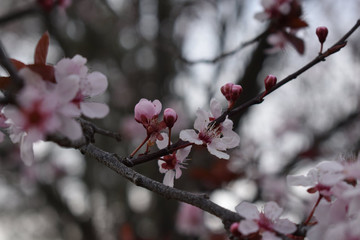 cherry blossom in spring