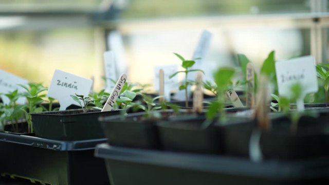 Rows of seedlings in a greenhouse getting watered by the gardener with a homemade watering can. Slow motion plant tending.