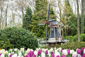 Windmill and garden park in Keukenhof - 351911643