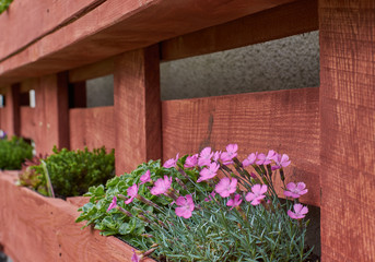 home wooden garden from pallets for growing vegetables and herbs