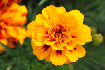 Yellow Velvet flower