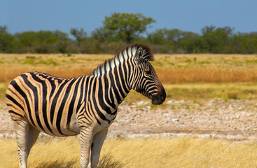 Wild african animals.  African Mountain Zebra standing  in grassland. Etosha National Park