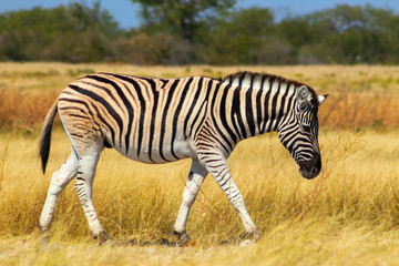 Fototapeta na wymiar Wild african animals. African Mountain Zebra standing in grassland. Etosha National Park