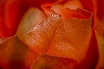 Amazing red rose in winter covered by humidity little drops on a dark background close up
