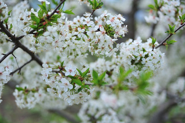 blooming cherry tree