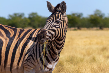 Wild african animals.  African Mountain Zebra standing  in grassland. Etosha National Park