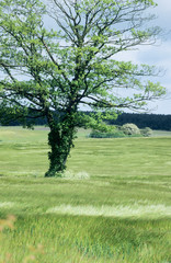Field of ripening barley crop on ear. Windy day. Tree in foreground with green leaves. Blue and white sky.