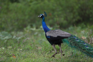 peacock walking back on green background
