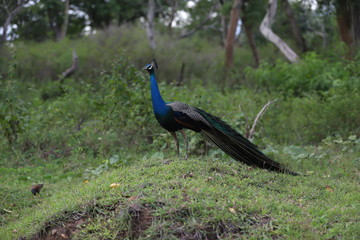 Obraz premium peacock side view on nature green background