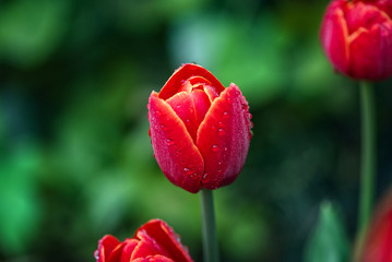 red tulip on a green background after the rain