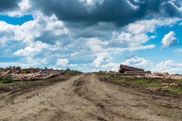 Illegal cutted pine logs near a forest road with dramatic sky in Romania.