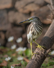 Indian pond heron sitting on bamboo stick looking side