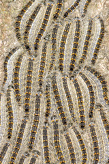 Close up of line of Processionary Caterpillars marching on oak tree bark next to hiking trail