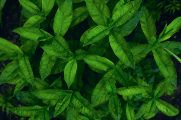 Fototapeta na wymiar Green leaves pattern. Beautiful natural background