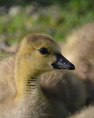 Baby Canada Goose gosling