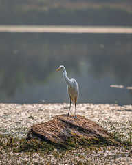 white great egret crane sitting on a rock in between lake