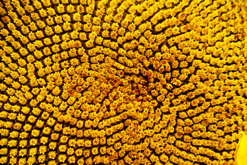 Sunflower natural background, flowering sunflower, sunflower oil improves the health of the skin and promotes cell regeneration.