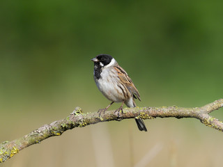Reed bunting, Emberiza schoeniclus