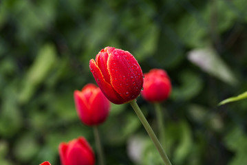 Tulips in the garden after the rain