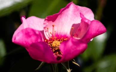 Queen Babylon Rosa Persica Rose