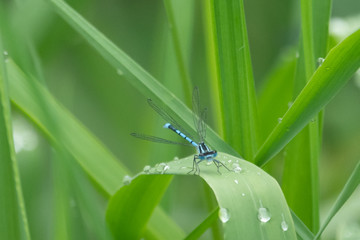 a close-up of a spear azure maiden sitting in the green reed