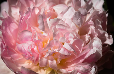 blühende Pfingstrose