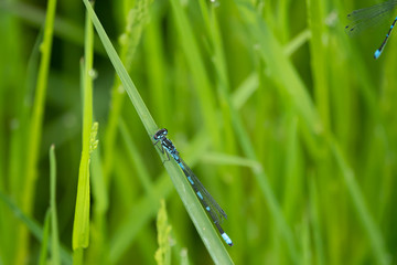 a close-up of a spear azure maiden sitting in the green reed