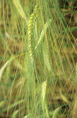 Close up view of ripening barley ears and whiskers. Yellow and green textures.