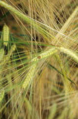 Fototapeta premium Ears of ripening barley crop with ladybird on ear of plant. Yellow and green textures.