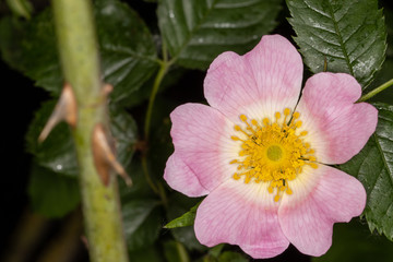 Beautiful wild rose with pinkish white petals and yellow pollen covered stems