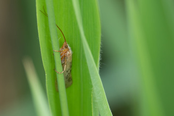 small moth crouches in a green curled reed