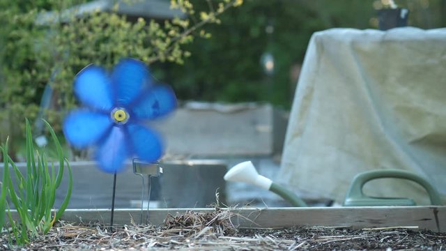 Garden toy pinwheel in a raised flower bed spinning with the wind at sunset. Blue spinner decoration background.