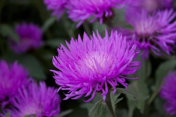 Purple cornflowers in evening garden