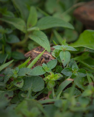 frog hiding between green leaves and grass