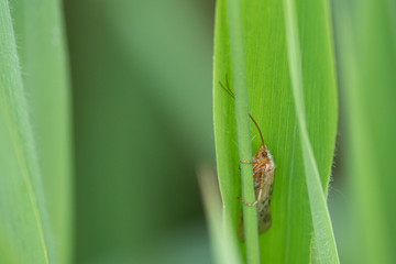 small moth crouches in a green curled reed