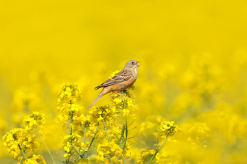 A male ortolan bunting (Emberiza hortulana) is photographed in blooming rapeseed against a beautiful blurry bright yellow background and blue sky.