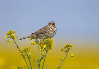 Male corn bunting (Emberiza calandra) in breeding plumage filmed on the branches of blooming rapeseed on a bright blurred yellow background and blue sky