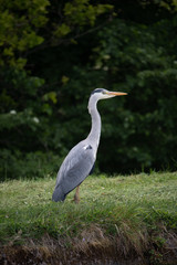 great blue heron