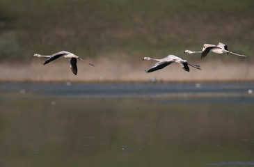 Unique shots of pink flamingos accidentally flying on the Tiligulsky estuary in Ukraine. Birds shot in flight and standing in the water.