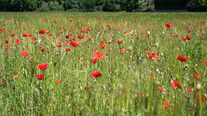 Wild poppies on an uncultivated meadow in the midday sun on a May day.