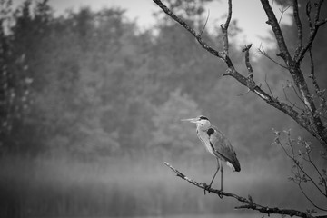 Great White Egret stands on a branch by a lake