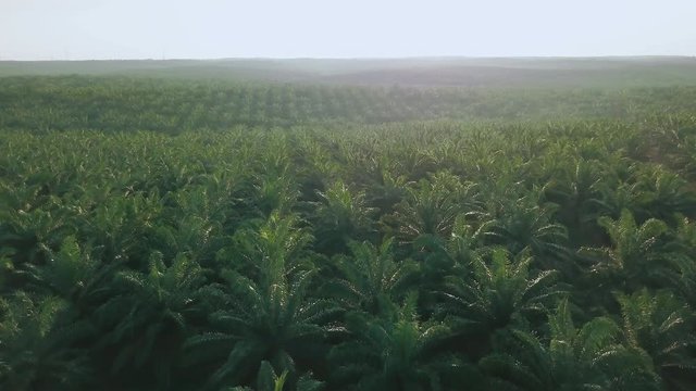 Aerial View Of Palm Oil Trees Sunset Time, Sun Flare. On Large Industrial Plantation In Palembang, Indonesia