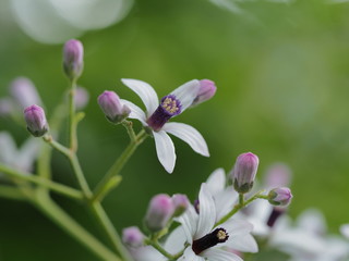 初夏に咲くセンダンの花