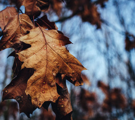 Autumn leaves found in the park during a walk