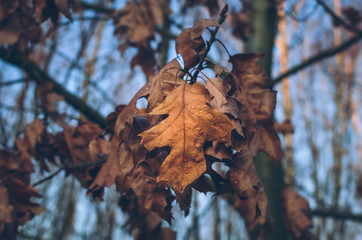Autumn leaves found in the park during a walk